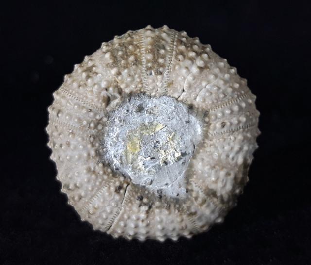 Tetragamma malbosi (AGASSIZ & DESOR 1846) - Bild © FossNet FossilienStore